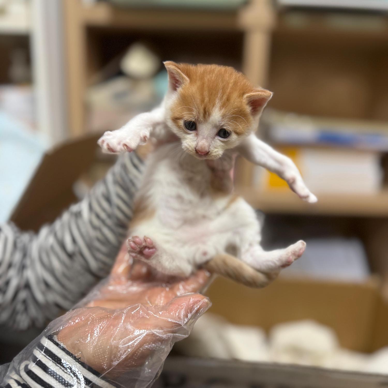 울산유기동물보호센터_431373202501614